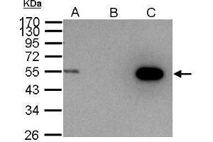 IP Image Cyclin A2 antibody immunoprecipitates cyclin A2 protein in IP experiments. (Cyclin A antibody)