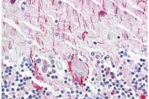Anti-NEFH antibody IHC staining of human brain, cerebellum. (NEFH antibody)