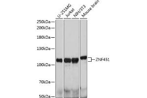 Western blot analysis of extracts of various cell lines, using ZNF451 antibody (ABIN7271489) at 1:1000 dilution. (ZNF451 antibody  (AA 600-900))