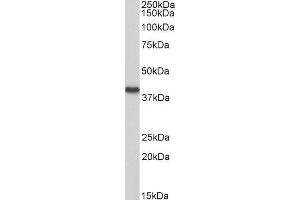 Hydroxyacid Oxidase 2 (HAO2) (AA 54-67) antibody