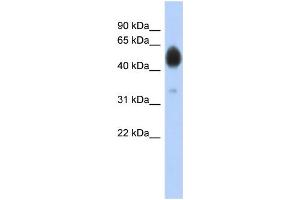 WB Suggested Anti-ARSA Antibody Titration: 0. (Arylsulfatase A antibody  (N-Term))