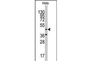 Western blot analysis of anti-NARS2 Antibody (C-term) (ABIN391847 and ABIN2841682) in Hela cell line lysates (35 μg/lane).