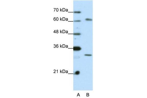 AUH antibody  (C-Term)