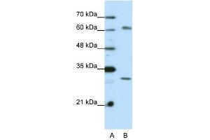 AUH antibody used at 0. (AUH antibody  (C-Term))