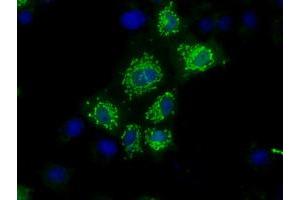 Anti-NIT1 mouse monoclonal antibody (ABIN2453350) immunofluorescent staining of COS7 cells transiently transfected by pCMV6-ENTRY NIT1 (RC211519). (Nitrilase 1 antibody)