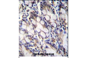 FNDC7 Antibody (C-term) (ABIN656212 and ABIN2845530) immunohistochemistry analysis in formalin fixed and paraffin embedded human rectum tissue followed by peroxidase conjugation of the secondary antibody and DAB staining.