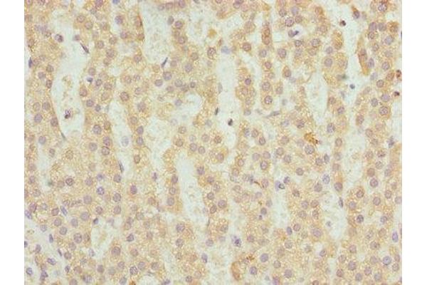 FAHD2A antibody  (AA 4-314)