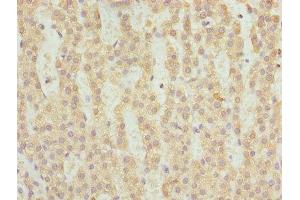 Immunohistochemistry of paraffin-embedded human adrenal gland tissue using ABIN7153239 at dilution of 1:100 (FAHD2A antibody  (AA 4-314))