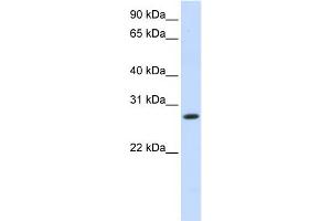 WB Suggested Anti-HSD11B1 Antibody Titration:  1 ug/ml  Positive Control:  Fetal liver cell lysate (HSD11B1 antibody  (N-Term))