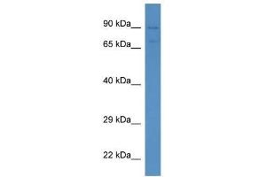 Western Blot showing Sema3f antibody used at a concentration of 1. (SEMA3F antibody  (N-Term))