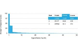Analysis of Protein Array containing more than 19,000 full-length human proteins using S100A4 Mouse Monoclonal Antibody (CPTC-S100A4-3). (s100a4 antibody)