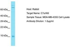 Image no. 1 for anti-Chromosome 7 Open Reading Frame 49 (C7ORF49) (AA 8-57) antibody (ABIN6750662)