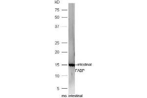 Mouse intestinal lysates probed with Rabbit Anti-FABP2 Polyclonal Antibody, Unconjugated  at 1:5000 for 90 min at 37˚C.