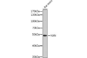 NXN antibody  (AA 100-280)