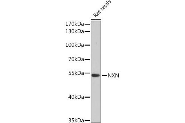 NXN 抗体  (AA 100-280)