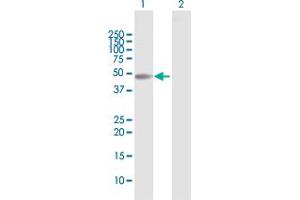 Western Blot analysis of MOCS3 expression in transfected 293T cell line by MOCS3 MaxPab polyclonal antibody. (MOCS3 antibody  (AA 1-460))