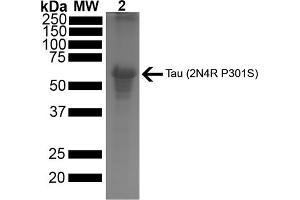 SDS-PAGE of ~67 kDa Human Tau Protein 2N4R P301S Pre-formed Fibrils (ABIN6929397, ABIN6929398 and ABIN6929399). (tau Protein (full length, Pro301Ser-Mutant))