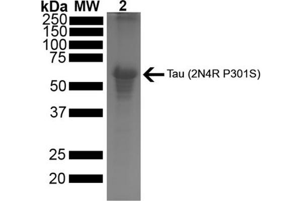 tau Protein (full length, Pro301Ser-Mutant)