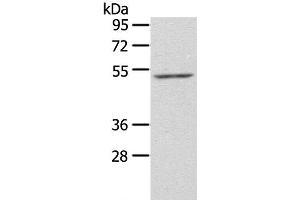 Western Blot analysis of NIH/3T3 cell using ZFP36L2 Polyclonal Antibody at dilution of 1:550 (ZFP36L2 antibody)