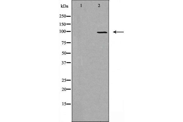DMGDH antibody  (C-Term)