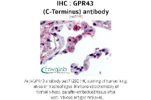 Image no. 1 for anti-Free Fatty Acid Receptor 2 (FFAR2) (C-Term) antibody (ABIN1735094) (FFAR2 antibody  (C-Term))