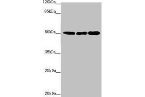 Western blot All lanes: EEF1A2 antibody at 2. (EEF1A2 antibody  (AA 184-463))
