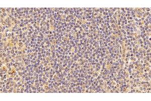 Immunohistochemistry (IHC) image for anti-Lamin B1 (LMNB1) (AA 52-233) antibody (ABIN7428965)