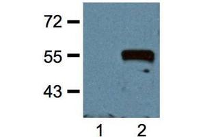 1:1000 (1μg/mL) Ab dilution probed against HEK293 cells transfected with Myc-tagged protein vector, untransfected (1) and transfected (2) (Myc Tag antibody)