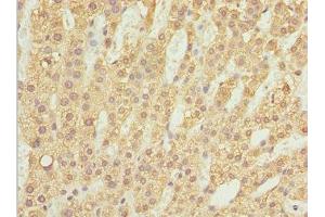 Immunohistochemistry of paraffin-embedded human adrenal gland tissue using ABIN7175974 at dilution of 1:100 (ZBTB2 antibody  (AA 100-400))