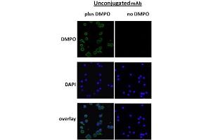 DMPO Immunofluorescence. (DMPO antibody)