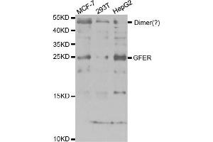 Western Blotting (WB) image for anti-Growth Factor, Augmenter of Liver Regeneration (GFER) antibody (ABIN1876651)