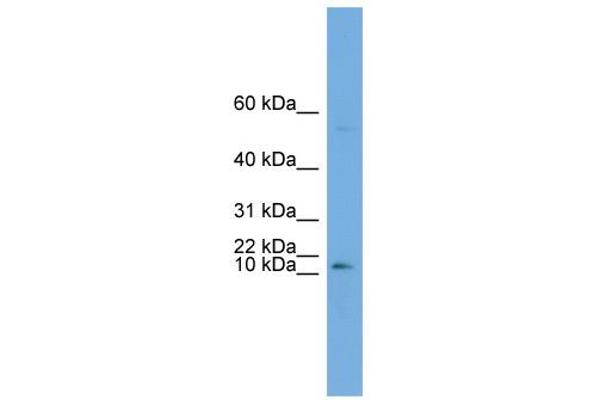 ATP6V0C antibody  (Middle Region)