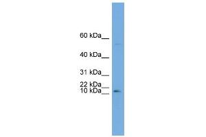 WB Suggested Anti-ATP6V0C Antibody Titration:  0. (ATP6V0C antibody  (Middle Region))