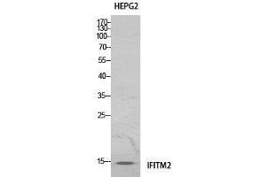 Western Blot (WB) analysis of HeLa cells using IFITM2 Polyclonal Antibody. (IFITM2 antibody  (Internal Region))