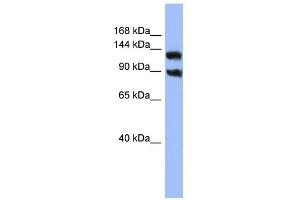 WB Suggested Anti-KCNH3 Antibody Titration:  0. (KCNH3 antibody  (Middle Region))
