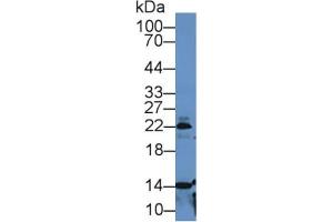 Rabbit Detection antibody from the kit in WB with Positive Control: Mouse lung lysate. (PF4 CLIA Kit)