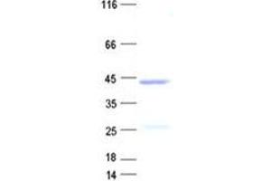Validation with Western Blot (FOXH1 Protein (His tag))