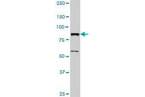 BBS7 MaxPab rabbit polyclonal antibody. (BBS7 antibody  (AA 1-715))