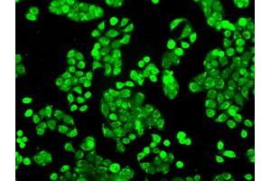 Image no. 4 for anti-P450 (Cytochrome) Oxidoreductase (POR) antibody (ABIN1497744) (POR antibody)