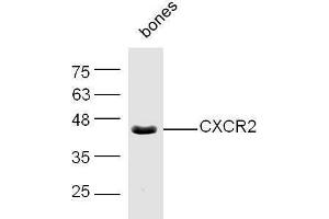 Mouse bone lysates probed with Rabbit Anti-CXCR2/CD182 Polyclonal Antibody, Unconjugated  at 1:500 for 90 min at 37˚C.