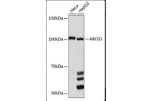 Western Blotting (WB) image for anti-ATP-Binding Cassette, Sub-Family G (WHITE), Member 1 (ABCG1) (AA 1-220) antibody (ABIN1678514) (ABCG1 antibody  (AA 1-220))