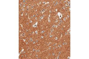 Immunohistochemical analysis of paraffin-embedded Human brain tissue using (ABIN6242238 and ABIN6577695) performed on the Leica® BOND RXm. (CD56 antibody  (C-Term))