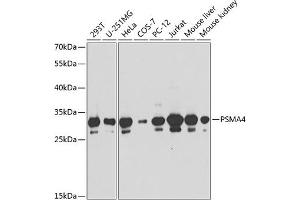 Western blot analysis of extracts of various cell lines, using PSM antibody (ABIN6129445, ABIN6146301, ABIN6146302 and ABIN6217569) at 1:1000 dilution. (PSMA4 antibody  (AA 1-261))