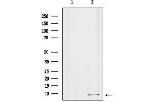 Western blot analysis of lysates from mouse brain, using GNG8 Antibody.
