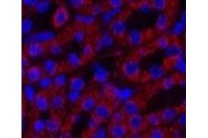 Immunofluorescence analysis of Mouse kidney tissue using COX4I1 Monoclonal Antibody at dilution of 1:200. (COX IV antibody)