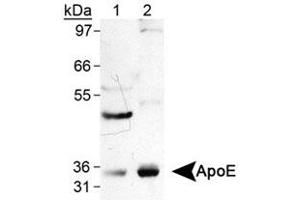 Western blot analysis of APOE in human tissue lysate using APOE monoclonal antibody, clone WUE-4 .