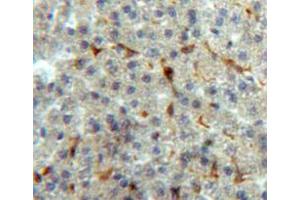Used in DAB staining on fromalin fixed paraffin-embedded liver tissue (Annexin V antibody  (AA 1-319))