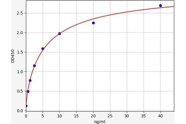 Myoferlin ELISA Kit