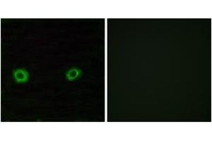 Immunofluorescence analysis of A549 cells, using OR2D3 Antibody. (OR2D3 antibody  (AA 231-280))