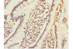 Immunohistochemistry of paraffin-embedded human small intestine tissue using ABIN7152002 at dilution of 1:100 (ERO1L antibody  (AA 24-260))